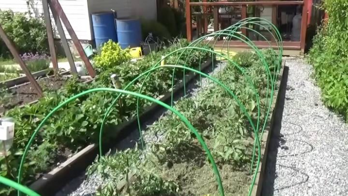 Урожай гарантирован: как высадить помидоры по методу Маслова