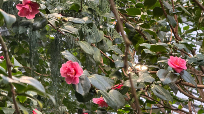 Японские камелии дали цветки в Ботаническом саду Петра Великого