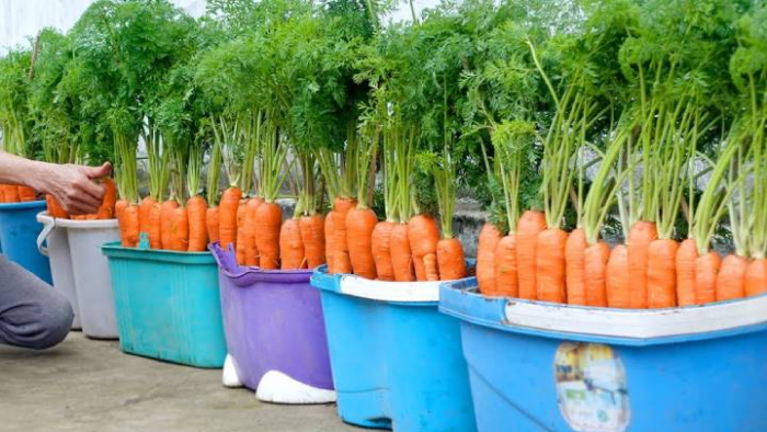 Как легко и просто вырастить морковь в домашних условиях