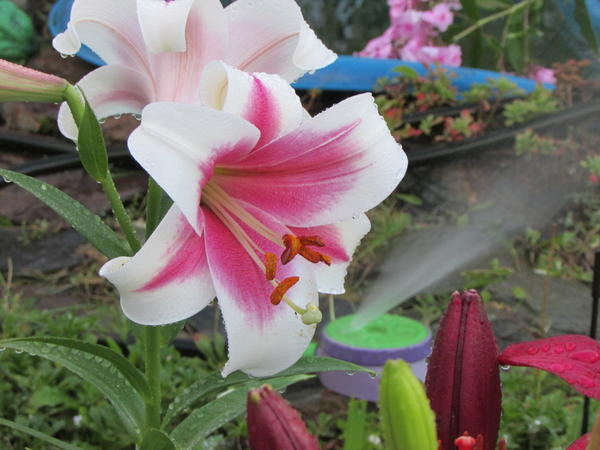 Беседка для души. Женский мастер-класс