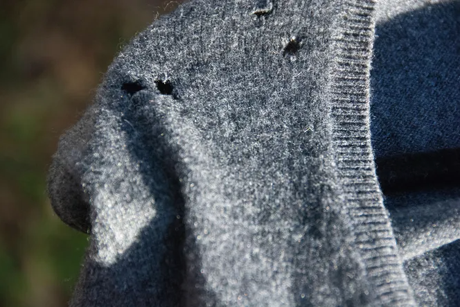 Откуда в шкафах берется моль и как от нее избавиться. Поговорим о наболевшем