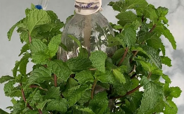 Мята для чая весь год своя и свежая. Зимой выращиваем в пластиковой бутылке