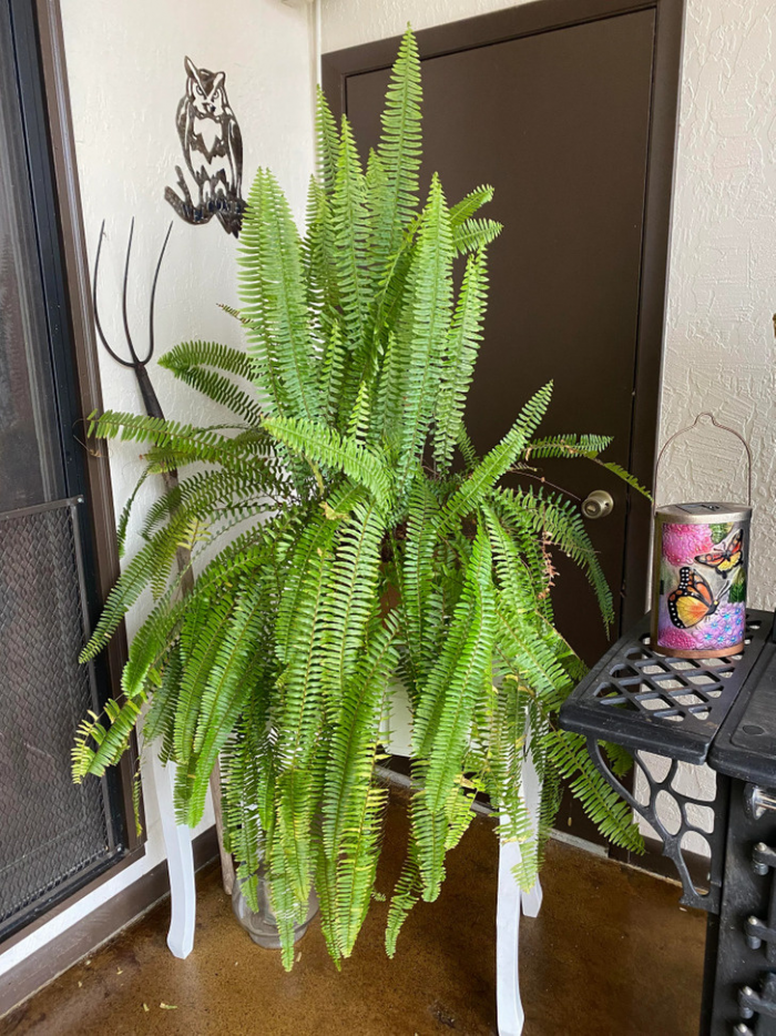 13 растений, которые смогли удивить своих владельцев