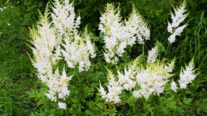 Как найти воду в земле с помощью растений на поверхности