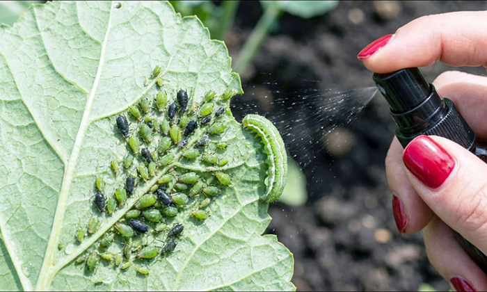 Натуральный спрей «Мечта огородника»: против тли и гусениц, без химикатов