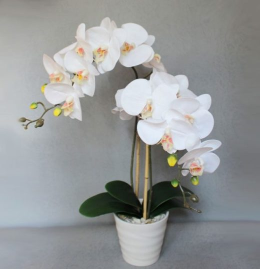 9 правил, благодаря которым орхидея будет буйно цвести круглый год. И всё исключительно своими руками!!!