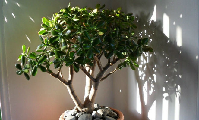 Domaho.ru - Все о доме