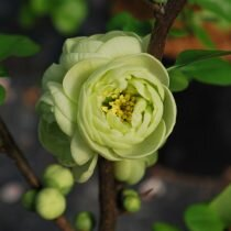 Яркое цветение айвы японской — самые красивые виды и сорта хеномелеса