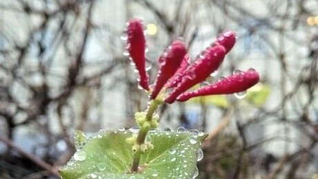 В Петербурге дала цветки жимолость каприфоль — аномальное явление зимой случилось на Пражской улице