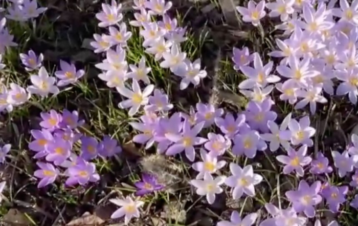 В петербургском Ботаническом саду показали мартовские первоцветы