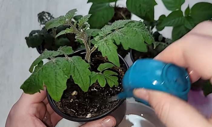 Майская для помидоров, перцев и рассады. Капля йода и даже в холода будет идти в рост