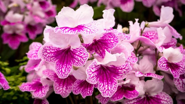 12 лучших цветущих растений для дома