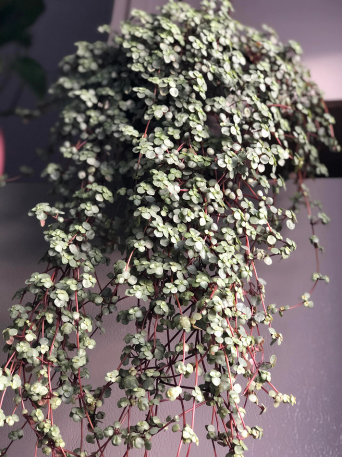 13 растений, которые смогли удивить своих владельцев