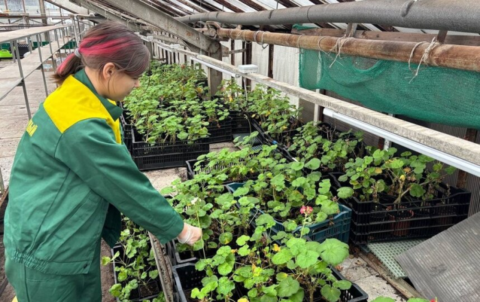 Петербург начал выращивать весну: в оранжереях стартовал посев виол