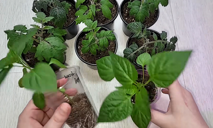 Майская для помидоров, перцев и рассады. Капля йода и даже в холода будет идти в рост