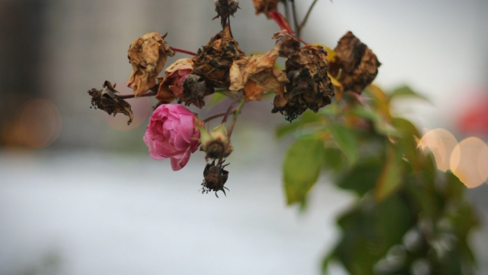 В Красносельском районе подготовили к зиме розы