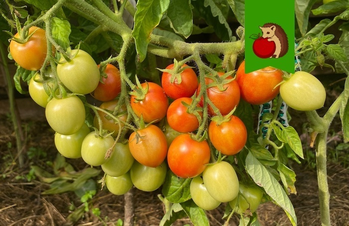 Что положить в лунку перед тем, как посадить томаты