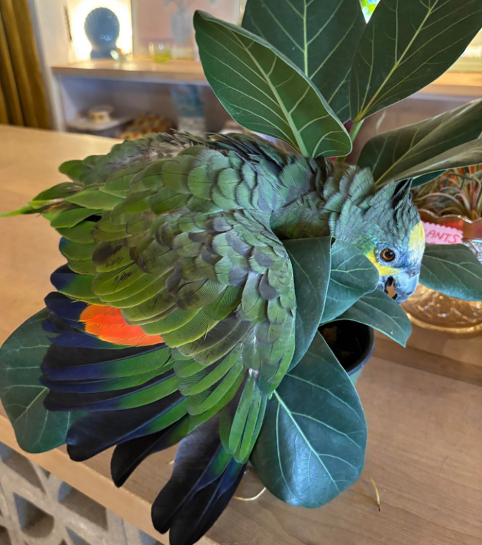 13 растений, которые смогли удивить своих владельцев