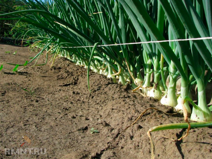 Народные рецепты удобрений для огорода