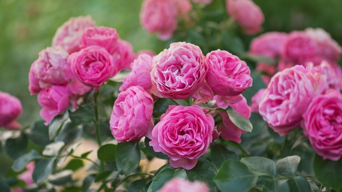 Розы полиантовые: что это такое, популярные сорта и как за ними ухаживать