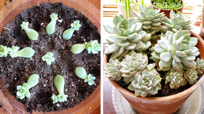 13 растений, которые смогли удивить своих владельцев