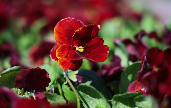 В Петербурге высадили первые весенние цветы