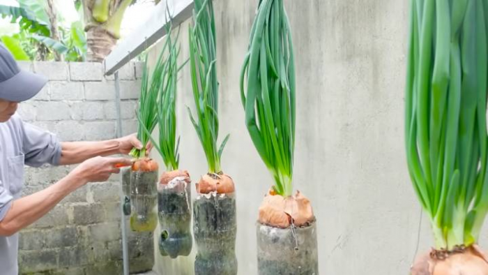 Как получить отличный урожай зеленого лука при помощи пластиковых бутылок
