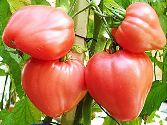 Уникальный способ посева томатов... под зиму