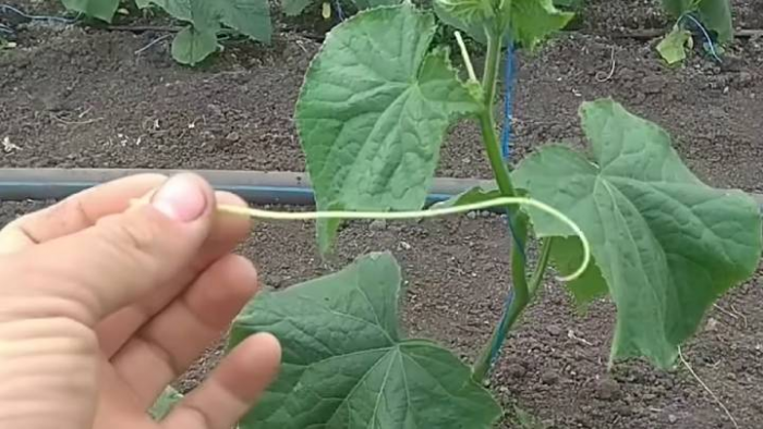 Как сформировать огуречную лиану в один ствол для отличного урожая