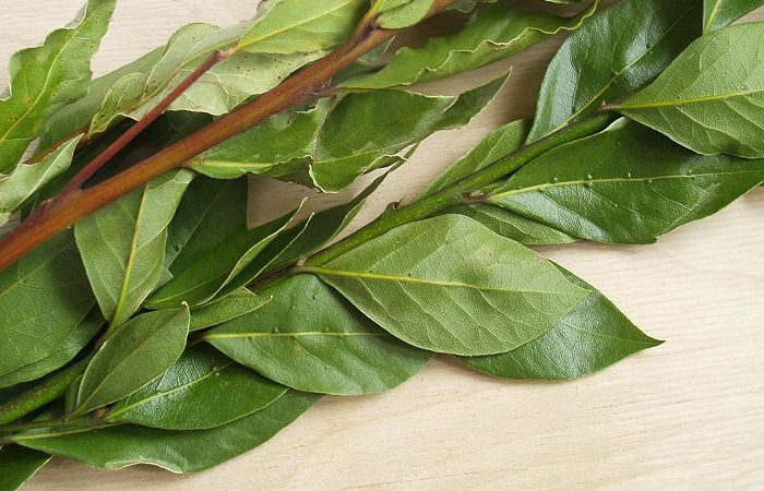 Кто придумал лавровый лист добавлять в еду, ведь раньше из него делали венки