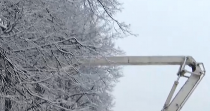 В Петербурге началась предзимняя санитарная обрезка зеленых насаждений