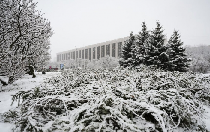2,6 тыс. кустов роз укрыли лапником на площади Победы в Петербурге 25 ноября 2025