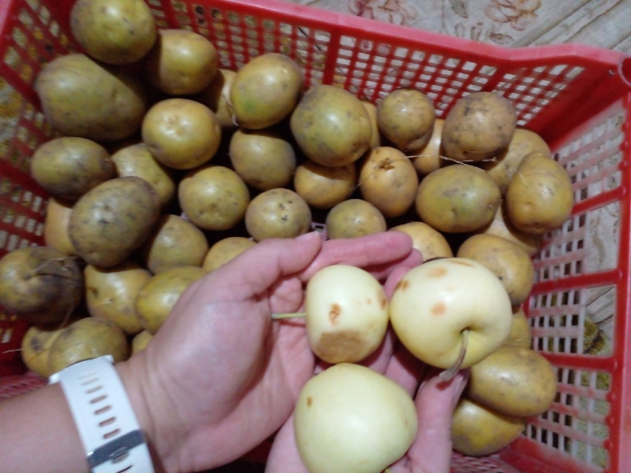 20 интересных идей применения пластиковых ящиков для дома / сада / огорода