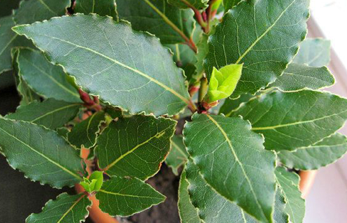 Кто придумал лавровый лист добавлять в еду, ведь раньше из него делали венки