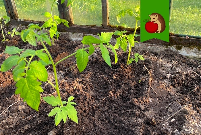 Что положить в лунку перед тем, как посадить томаты