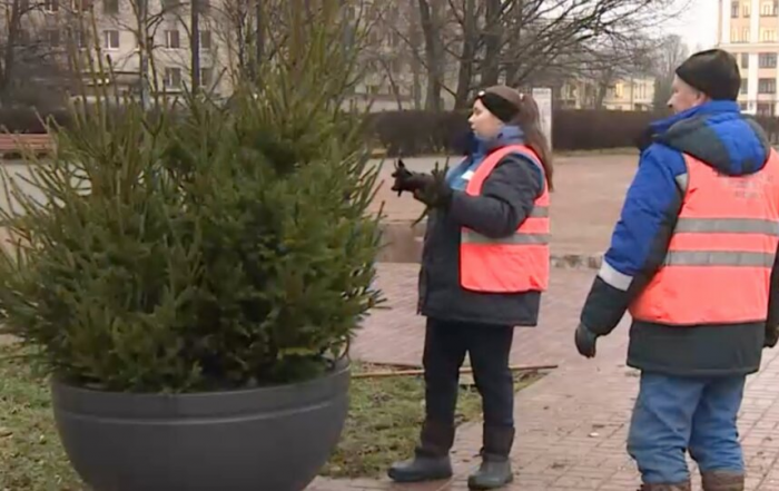 Новогодние хвойные композиции появились в Петербурге