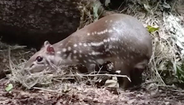 Пака Гринхарт из Ленинградского зоопарка украсил домик осенними листьями