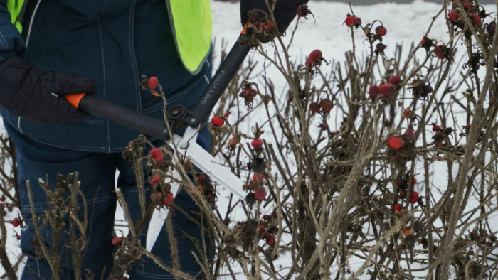 В Петербурге привели в порядок зеленые зоны
