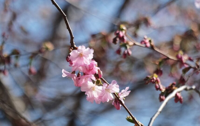 Domaho.ru - Все о доме