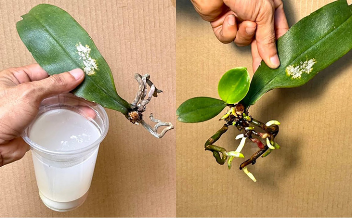Спасаем увядшую орхидею одной добавкой: растение зазеленеет и станет цвести