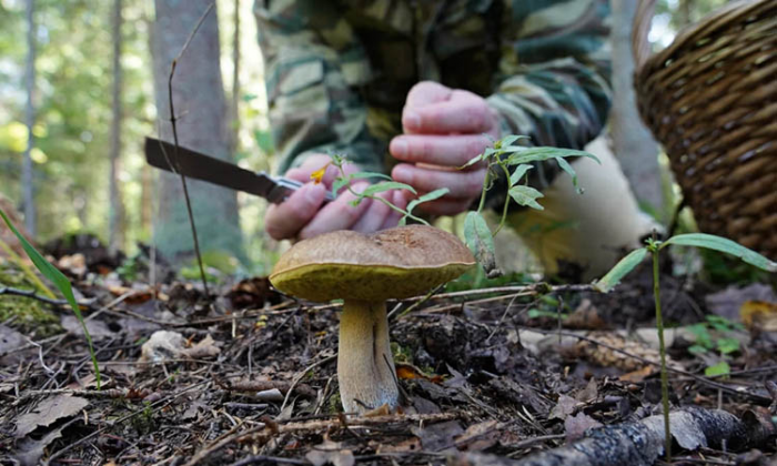 Какие грибы надо собирать в октябре