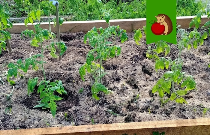 Что положить в лунку перед тем, как посадить томаты