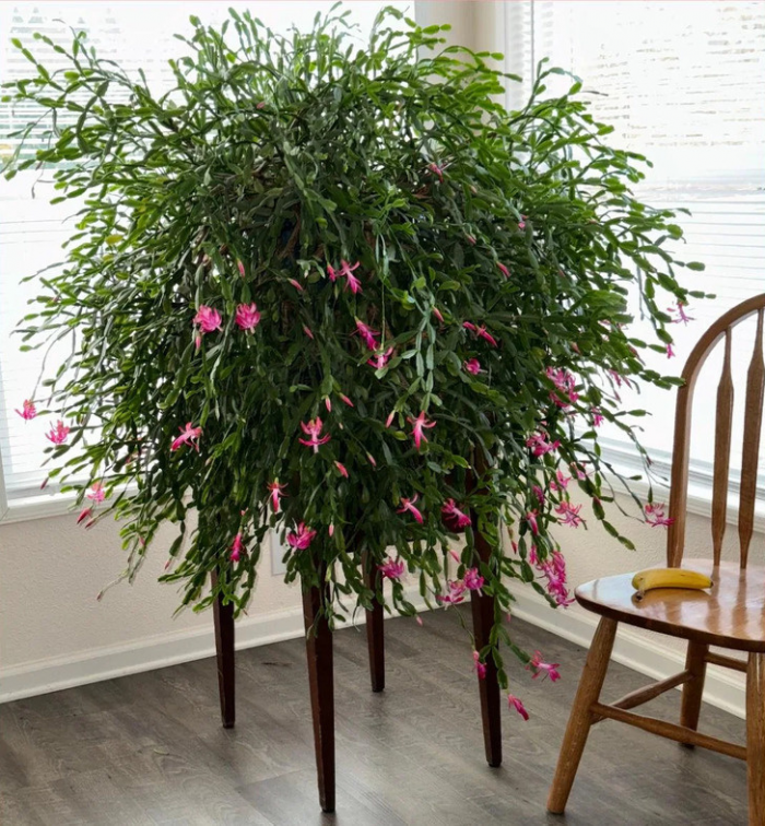 13 растений, которые смогли удивить своих владельцев