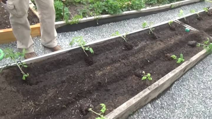 Урожай гарантирован: как высадить помидоры по методу Маслова