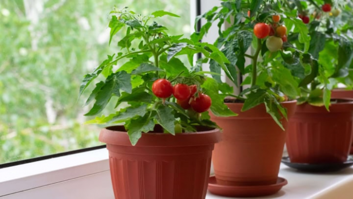 Как просто вырастить томаты на балконе