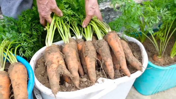Как легко и просто вырастить морковь в домашних условиях
