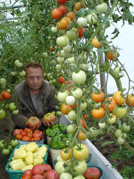 Узкие грядки. Секрет удивительного урожая Игоря Лядова