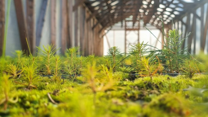 В Курортном лесопарке защитили от морозов будущие городские леса