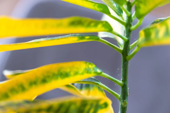 Простые способы, как избавиться от паутинного клеща. Мелкий, но опасный вредитель