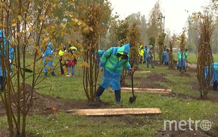 Более сотни лип из сада на Синем мосту "переселили" в Колпинский район